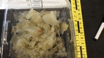 Media type: image; Invertebrate Zoology 153851   Description: live specimen;